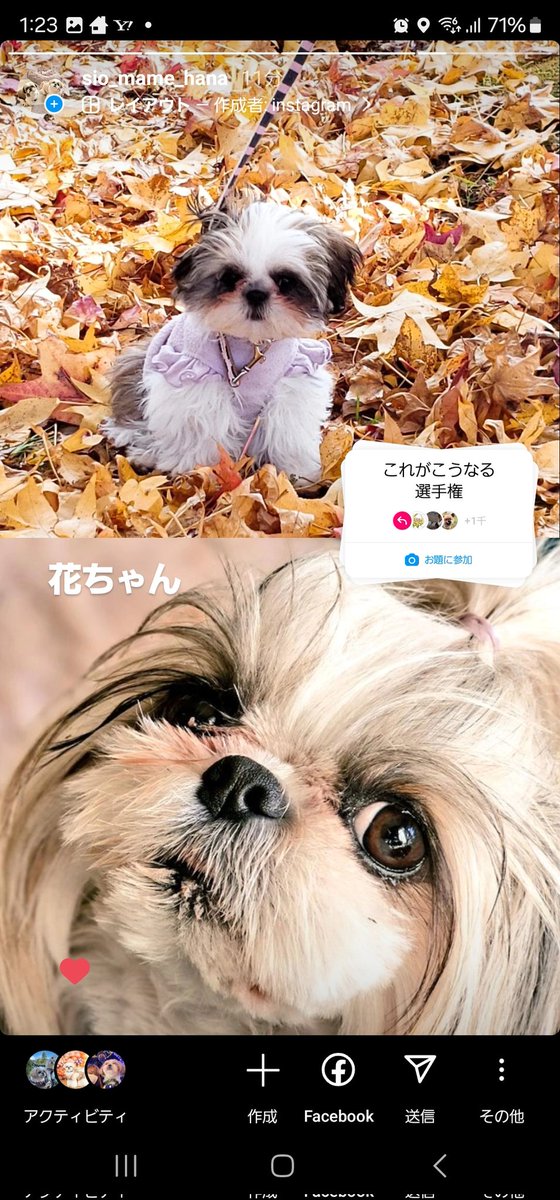 tarotheshihtzu tweet picture