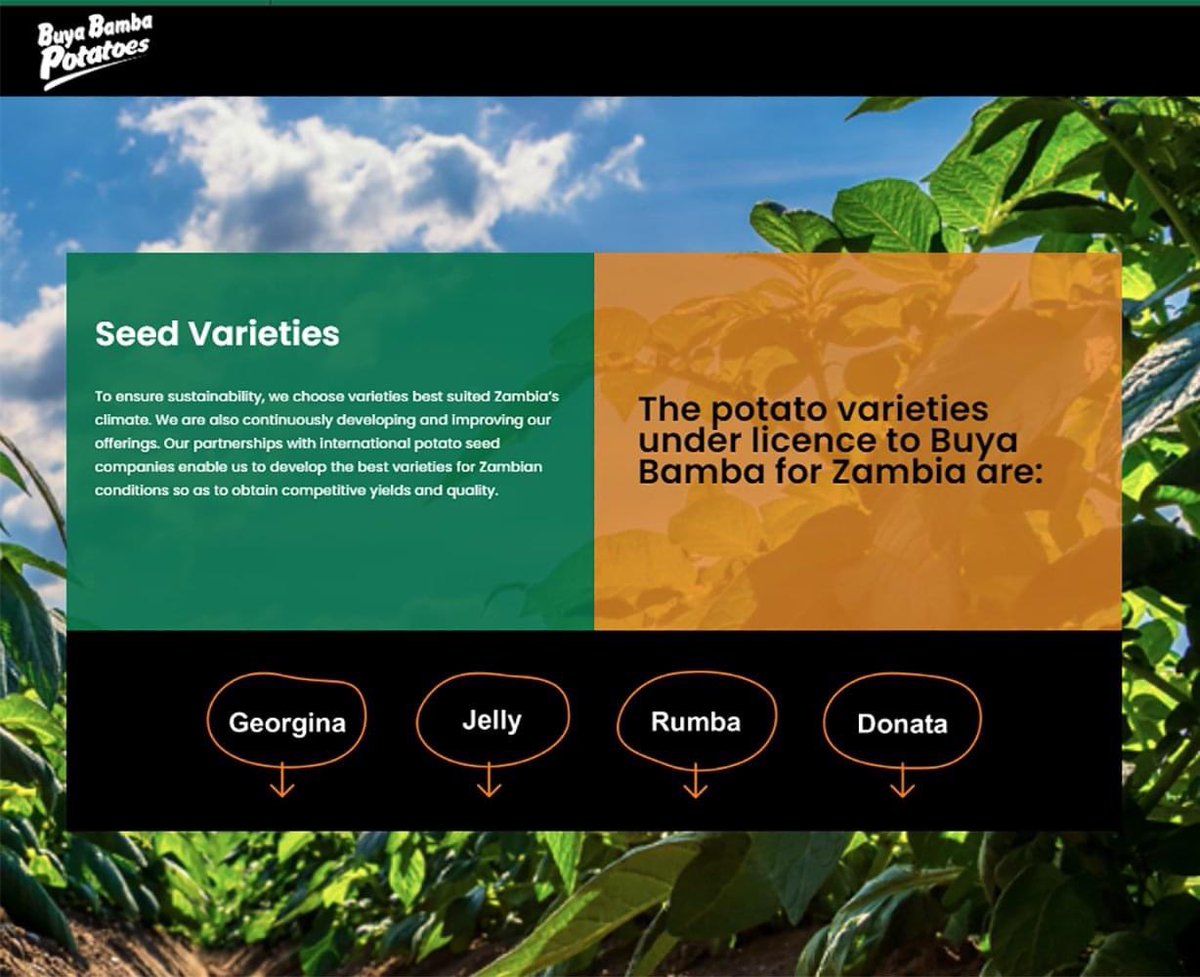 Did you know.. The potato varieties under license to Buya Bamba for Zambia are: Georgina, Jelly, Rumba & Donata 🇿🇲🥔🌟 #buyabama #Zambia #potatoes #LocalBusiness