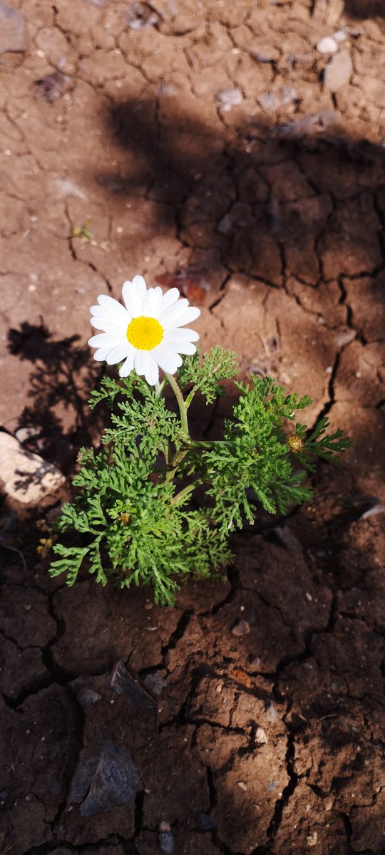 simurg005's tweet photo. Zirve tek kişiliktir Çiçeğim...
🌼 https://t.co/sjJc8RUS6n