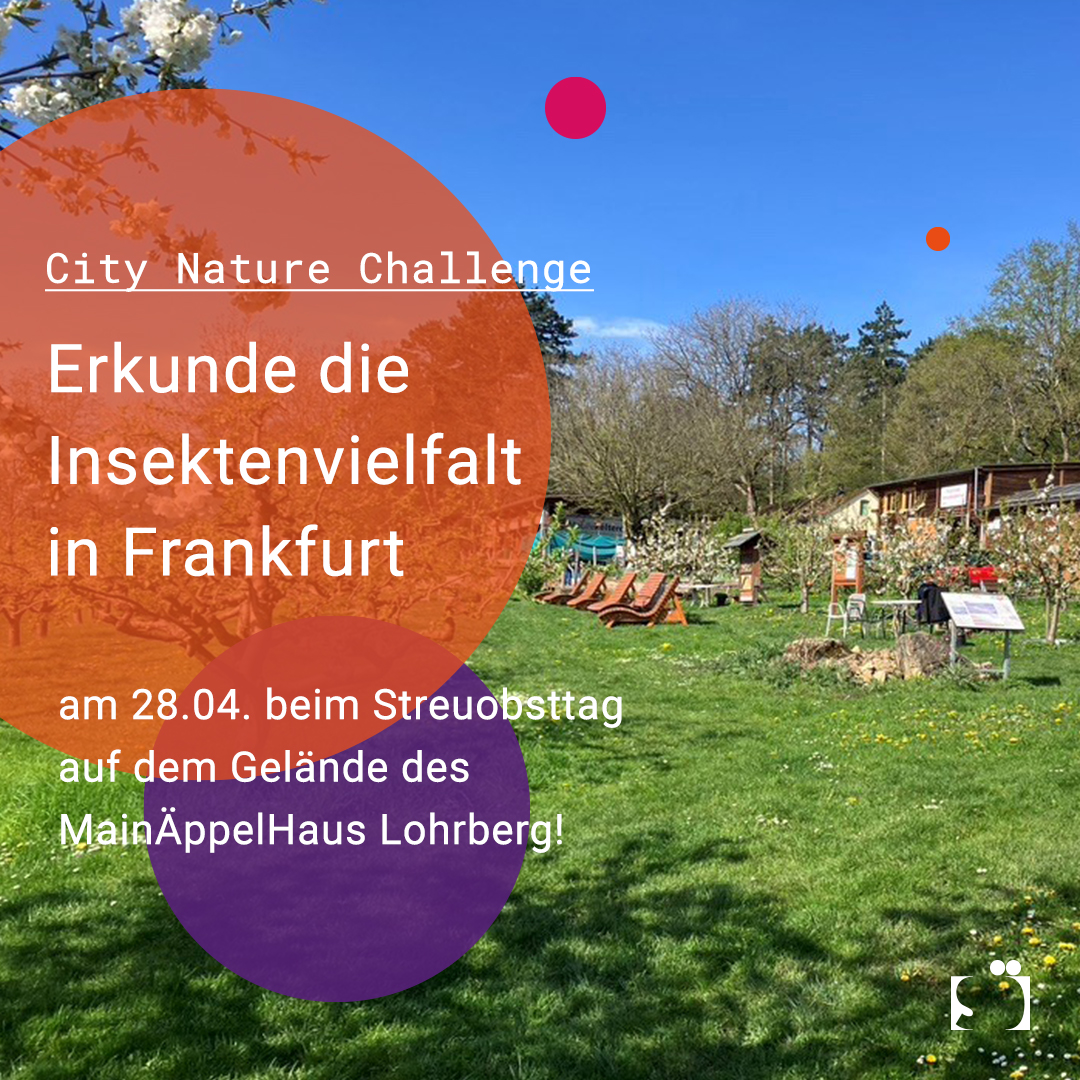 Die #CityNatureChallenge läuft ab dem 26. April – weltweit! In #Frankfurt erkunden wir die heimische Insektenvielfalt am 28. April beim #Streubobstfest auf dem Gelände des MainÄppelHaus Lohrberg. Weitere Infos: insektenvielfalt-frankfurt.org/eintrag/blog/c…