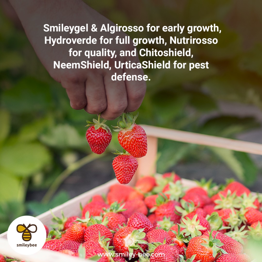 SmileyBeeLtd's tweet photo. Strawberry plants progress through stages from germination to maturation, needing protection. Our products support growth &amp; pest defense. Smileybee offers eco-friendly solutions for homes, farms, and cities, promoting sustainable living. 

#Smileybee #StrawberryJourney https://t.co/P5QLCxf6Ij