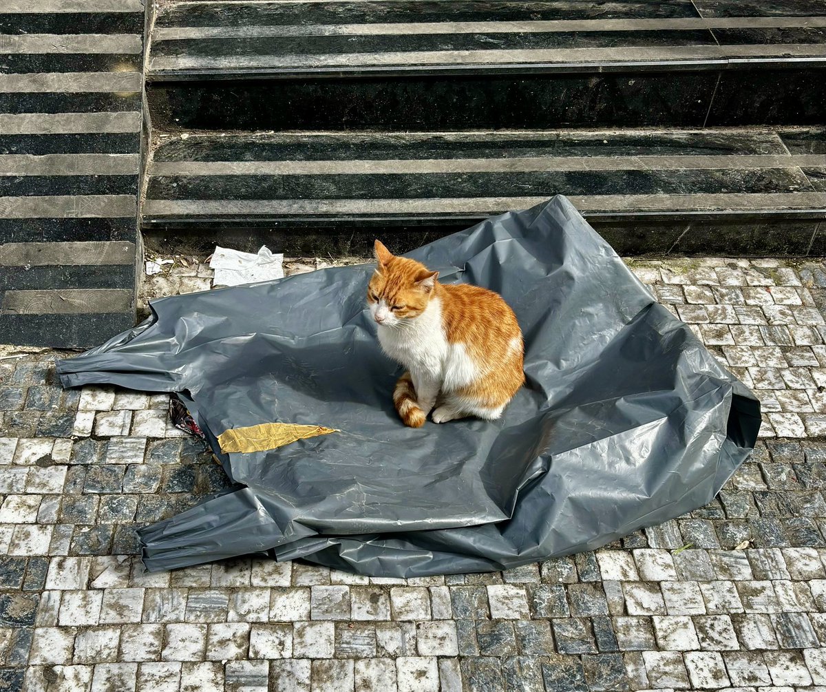 Günlük kedi dozu🐈