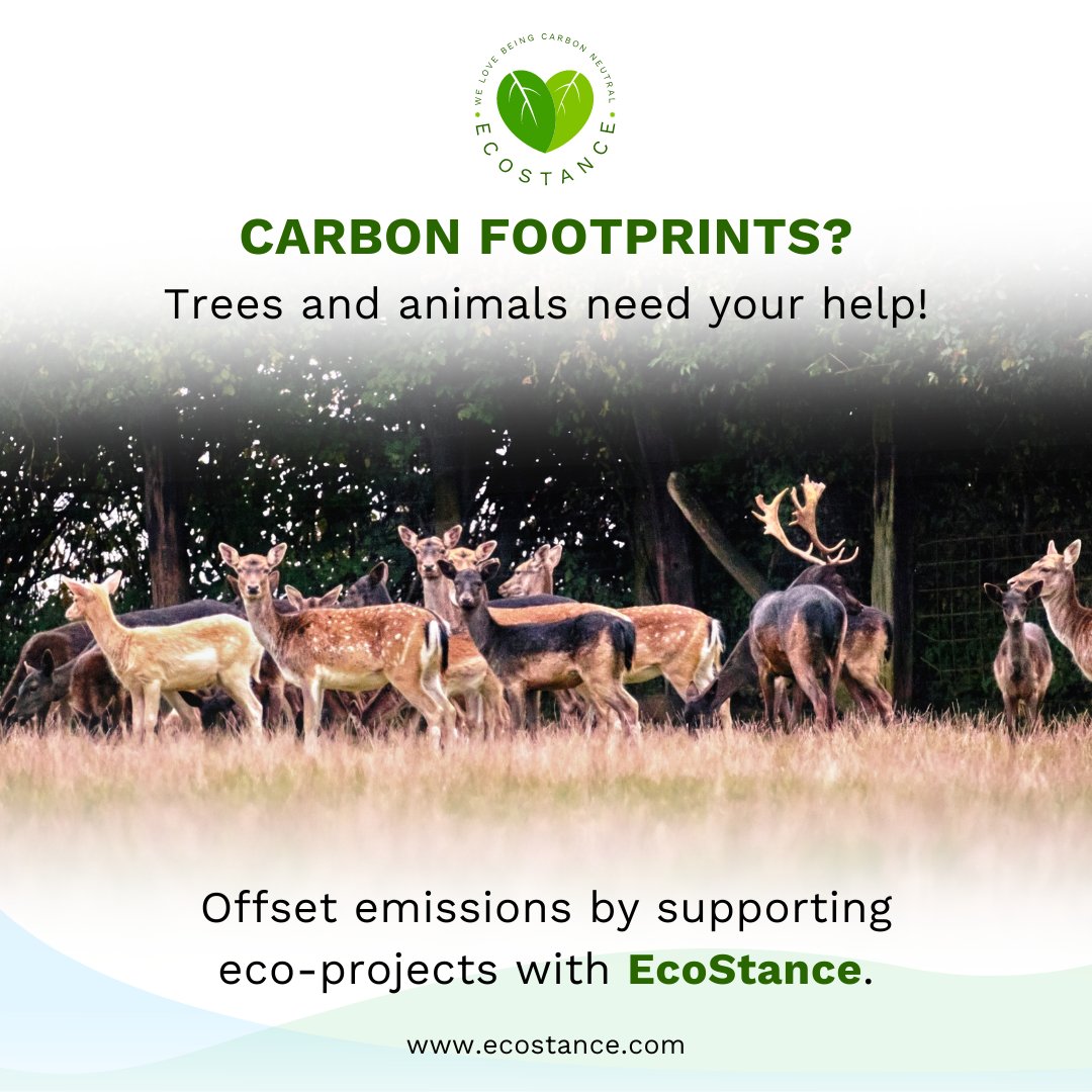 Take action for our planet! Offset your carbon footprint effortlessly with EcoStance and make a positive impact on the environment. 
.
.
.
#CarbonOffsetting #EcoStance #EnvironmentalProjects #GreenLiving #Sustainability #EcoFriendly #ReduceCarbonFootprint #ClimateAction #GoGreen