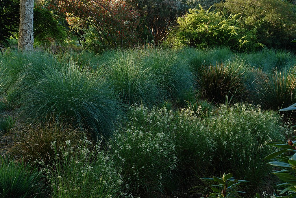 Luzula Snowflake and Poa labillardierei are combining beautifully in the garden at the moment. #peatfree #spring #grasses #ornamentalgrasses