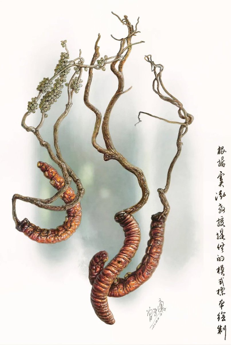 Illustration of Ophiocordyceps megala by Zeng Xiaolian Featuring in Dai et al. (2024) IMA Fungus 15. imafungus.biomedcentral.com/articles/10.11… @IMA_Mycology