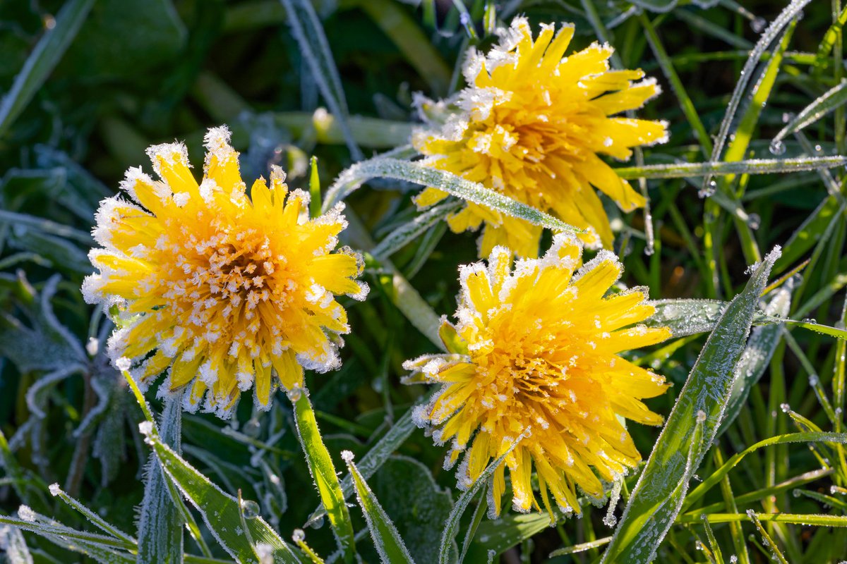 Kalt erwischt hat es den Löwenzahn 
🌬❄️
Euch weiterhin einen angenehmen Tag
🌿🌤🍃🙂🙋‍♀️