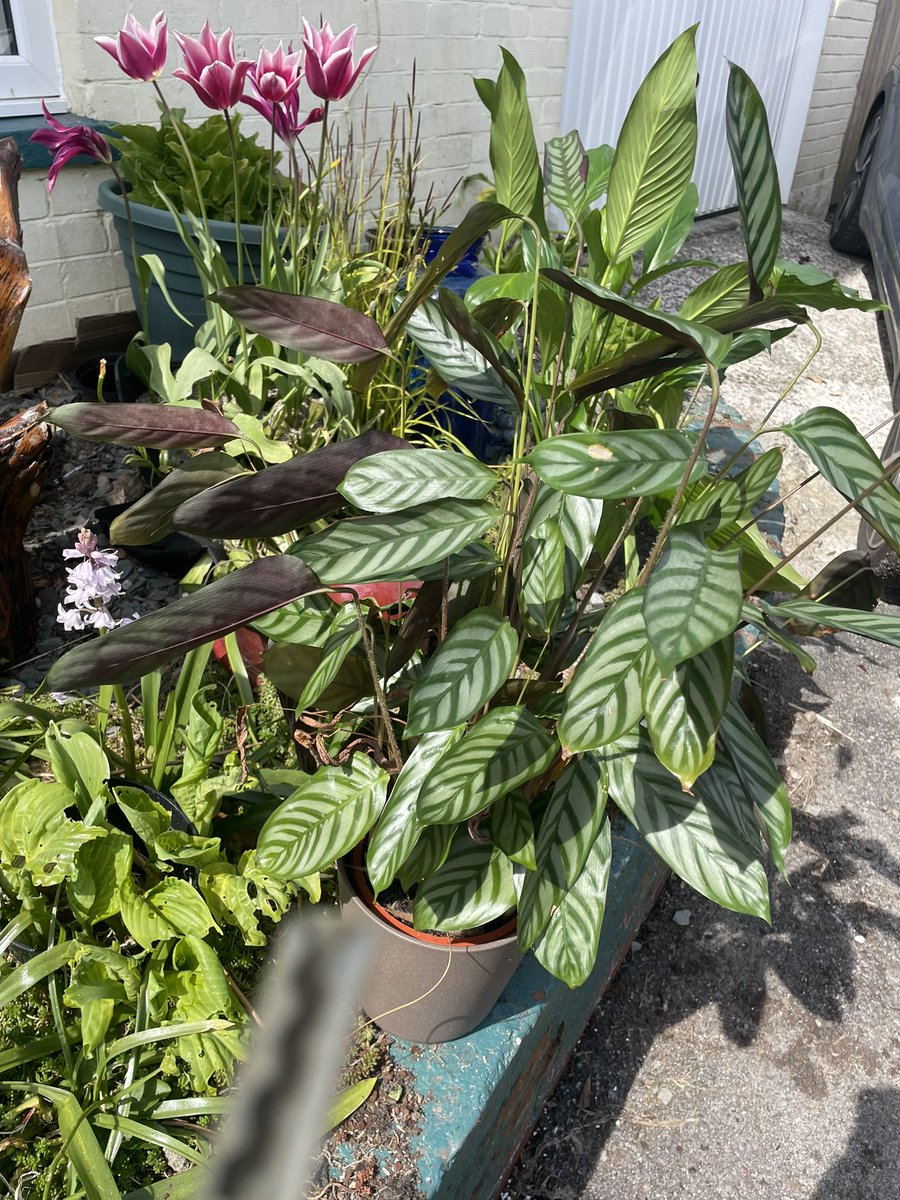 BaylisCook's tweet image. Pop my house plants out yesterday for some spring sunshine. It was colder indoors then outside,