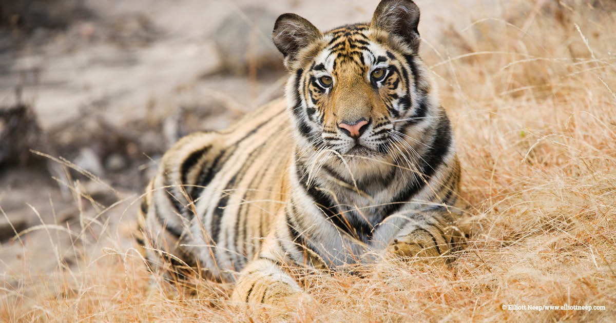 #Bhutan and Tiger Conservation Coalition commit to catalysing $1 billion for #tigers - EIA's Mary Rice said 'This level of ambition is what is required if we are to heal our planet and counter the environmental crimes that destroy tiger habitat' loom.ly/NF3tYT0