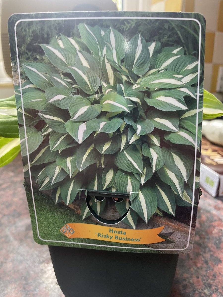 BaylisCook's tweet image. New Hosta for my collection now on slug alert . Garlic Spray and Paste .