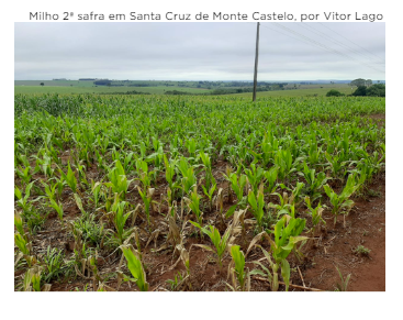 Paraná, Brazil #safrinha #corn ratings hold at 69% after good rainfall (DERAL)

But still near 20% pts below normal...

Forecast is very dry for next week with following week seeing a dry North again

1st Corn ratings crack to 32%, soybeans sink to 74%

Wheat planting well at 5%