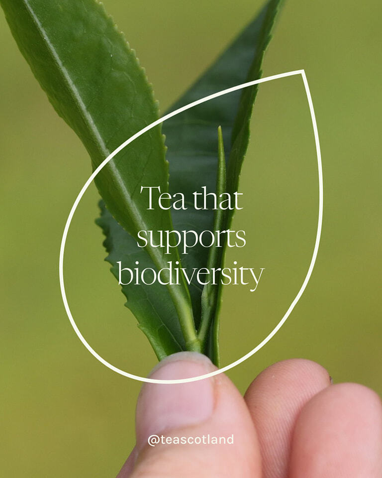 TeaScotland's tweet photo. We respect the birds and the bees, the flowers and the trees 🐞🐝

Our members practice multiple techniques within their gardens to help encourage healthy soil systems that have a positive impact on flora and fauna.

We have a blog post exploring some of… https://t.co/WXFjkl3fnp https://t.co/xSnlKnzMJ6