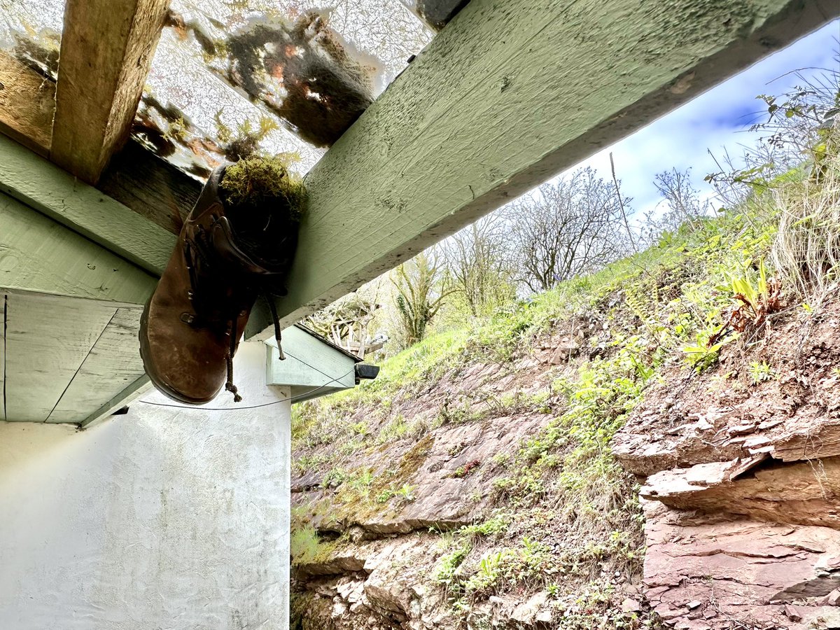 I mounted the 2nd old walking boot up under a lean-to roof on the side of my kitchen…. another wren nest! #GwylltHollow ❤️