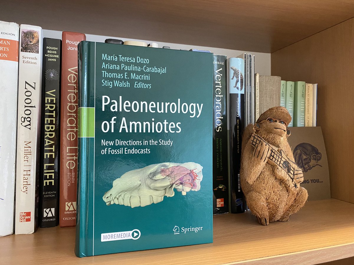 As a Catalan, I particularly appreciated getting my copy of ‘Paleoneurology of Amniotes’ @SpringerNature yesterday, which was #SantJordi and #WorldBookDay! 📚🌹🐉 Make sure to check out our chapter on early primate brain evolution and other excellent chapters!