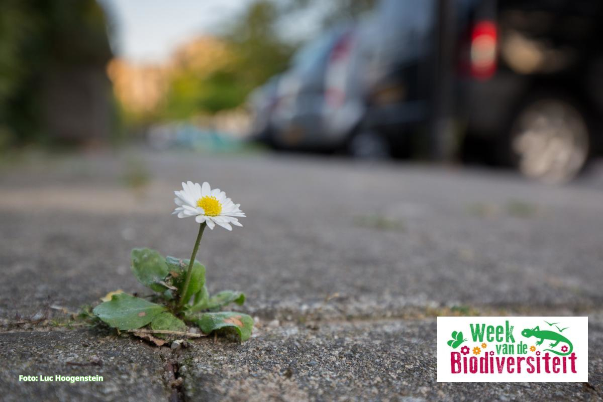 Wij organiseren op vrijdag 24 mei i.s.m. <a href="/Eneco/">Eneco</a> en onze afdeling Hollandse Delta het Symposium 'Samen op weg voor meer biodiversiteit' over basiskwaliteit natuur en citizen science: met focus natuur búiten natuurgebieden! #weekandebiodiversiteit hollandsedelta.knnv.nl/agenda/symposi…