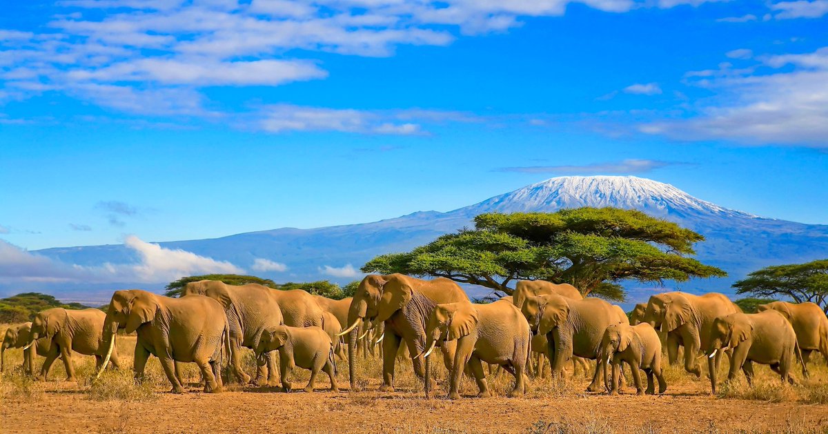 #lepaysdujour
26 avril 1964, l'union du Tanganyika et de Zanzibar donne naissance à la Tanzanie.

Bordé par l’océan Indien, traversé par la vallée du Grand Rift, il abrite une faune incomparable et le célèbre Kilimandjaro, point culminant de l’Afrique (5.892 m)
#planete