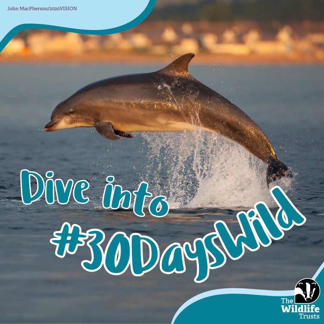 📢 Sign up is open for #30DaysWild! 🐬 🎉 It’s official, we’ve been helping people go wild for 10 whole years. 💚 Join us this year and spend every day in June connecting to nature. Sign up now 👉wildlifetrusts.org/30dayswild @WTSWW @WildlifeTrusts