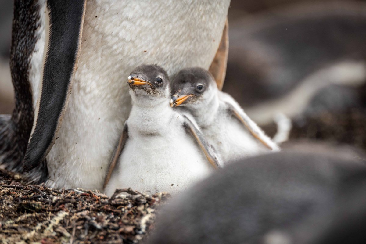 Gentoo Chicks
ジェンツーペンギンのヒナたち

２羽のジェンツーペンギンのヒナ。
親のおなかの下でしっかりと守られている。

(フォークランド諸島にて撮影) 

#wildlifephotography #penguin #Gentoopenguin #falklandislands　#ペンギン #ジェンツーペンギン #フォークランド諸島