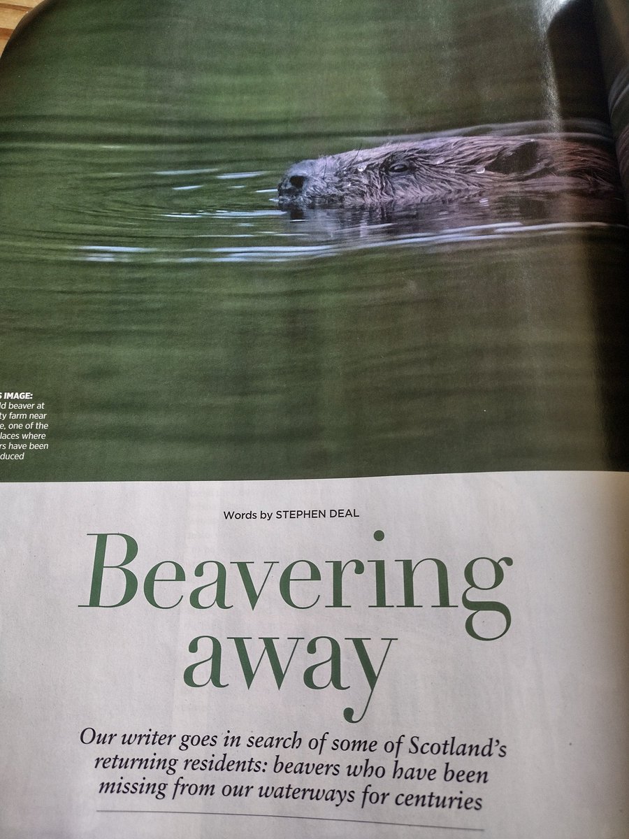 Delighted to see my piece about the return of beavers to Britain's biggest national park and elsewhere in the latest edition of <a href="/Scotland_Mag/">Scotland</a> Huge thanks too to the <a href="/BeaverTrust/">Beaver Trust</a> for helping make it happen - and reminding me again how amazing Scotland's wilderness is!