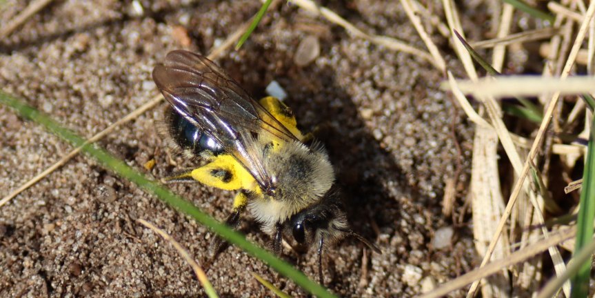 fochtelooerveen info tweet media