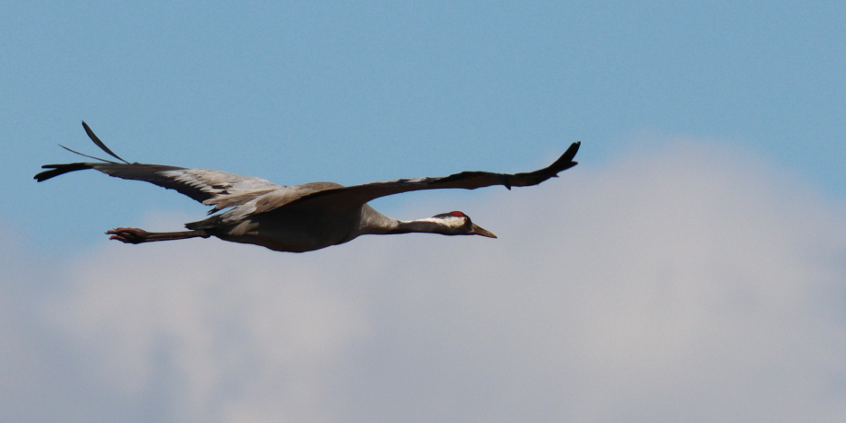 fochtelooerveen info tweet media