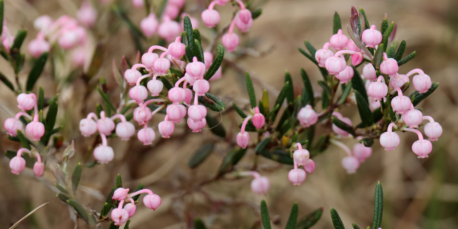 fochtelooerveen info tweet media