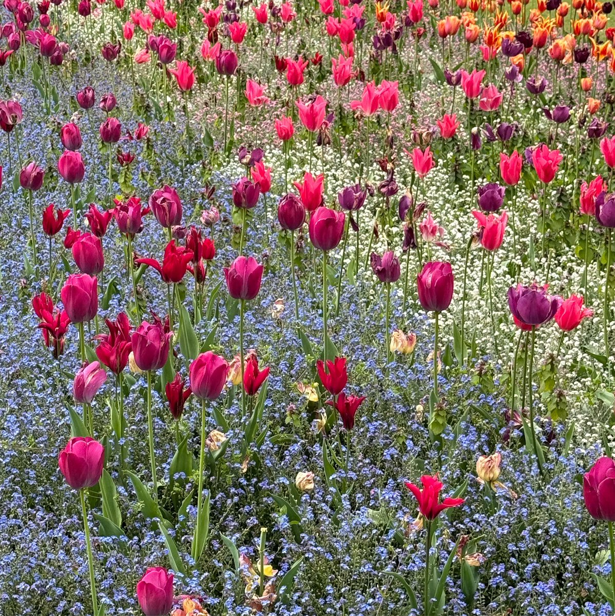 Stunning displays of tulips in the tiny park next to London’s Embankment tube stop