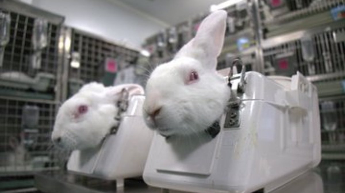 April 24 #WorldDayforLaboratoryAnimals 
Around the 🌍 about 4️⃣ animals die every second in animal testing. 
Only humans can bring a ray of hope into this terrifying & harsh 🌍 that humans have created.
The future of science does not require animal testing ✔️