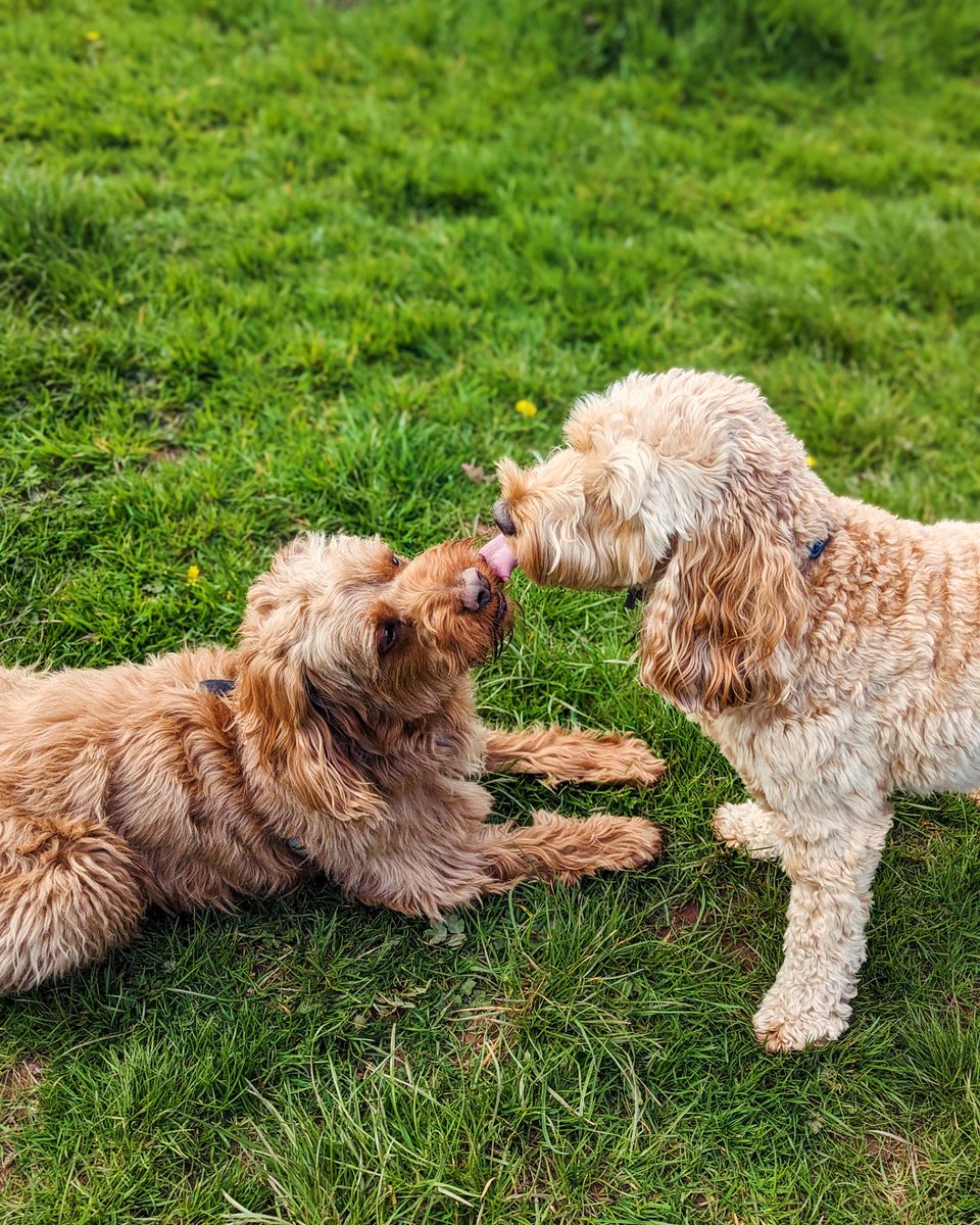 There's always plenty of #puppylove where these guys are concerned #woofwoofwednesday 🐶❤️
#dansdogdaycare #cockapoo #cockapoopuppy #puppy #cockapoolove #dog #dogs #cockapoolife #cockapoocrazy #cockapoos #doglife #cockerspaniel  #cute #doglovers #jackshund #jackshunds #doglove