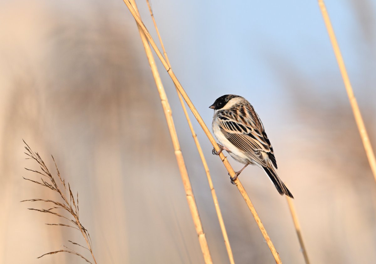 The 'polaris' Pallas's Reed Buntings (Emberiza pallasi 苇鹀 Wěi wú) on the local patch are looking good and some are starting to sing... soon they'll be off to Siberia to breed.