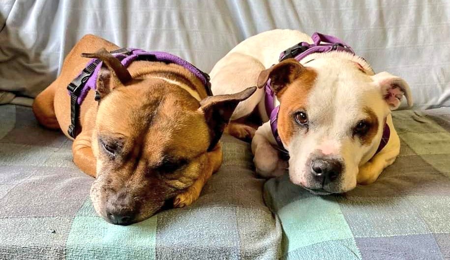 SeniorStaffy's tweet photo. Our 2 little sofa piglets aka Lily &amp; Zena went to the vets for their health check &amp; were absolute angels. Travelled well &amp; so well behaved for their checks &amp; bloods. Lily has had some samples taken from a few lumps too. Both girls were so good &amp; had extra cuddles as a reward ❤️❤️ https://t.co/Fkxan3Vi0O