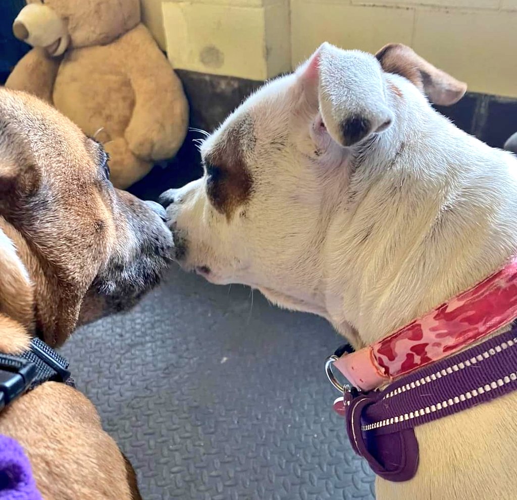 SeniorStaffy's tweet photo. Our 2 little sofa piglets aka Lily &amp; Zena went to the vets for their health check &amp; were absolute angels. Travelled well &amp; so well behaved for their checks &amp; bloods. Lily has had some samples taken from a few lumps too. Both girls were so good &amp; had extra cuddles as a reward ❤️❤️ https://t.co/Fkxan3Vi0O
