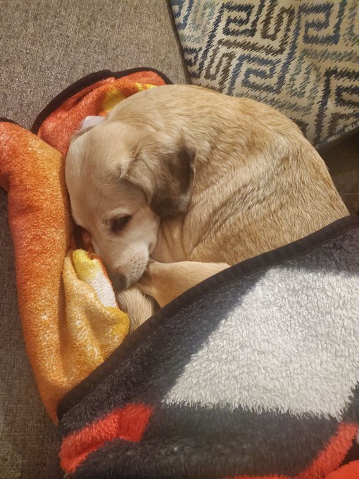 Artemis-Pup: Mom please sleep now? Dark time means sleep time, why are you always awake? https://t.c