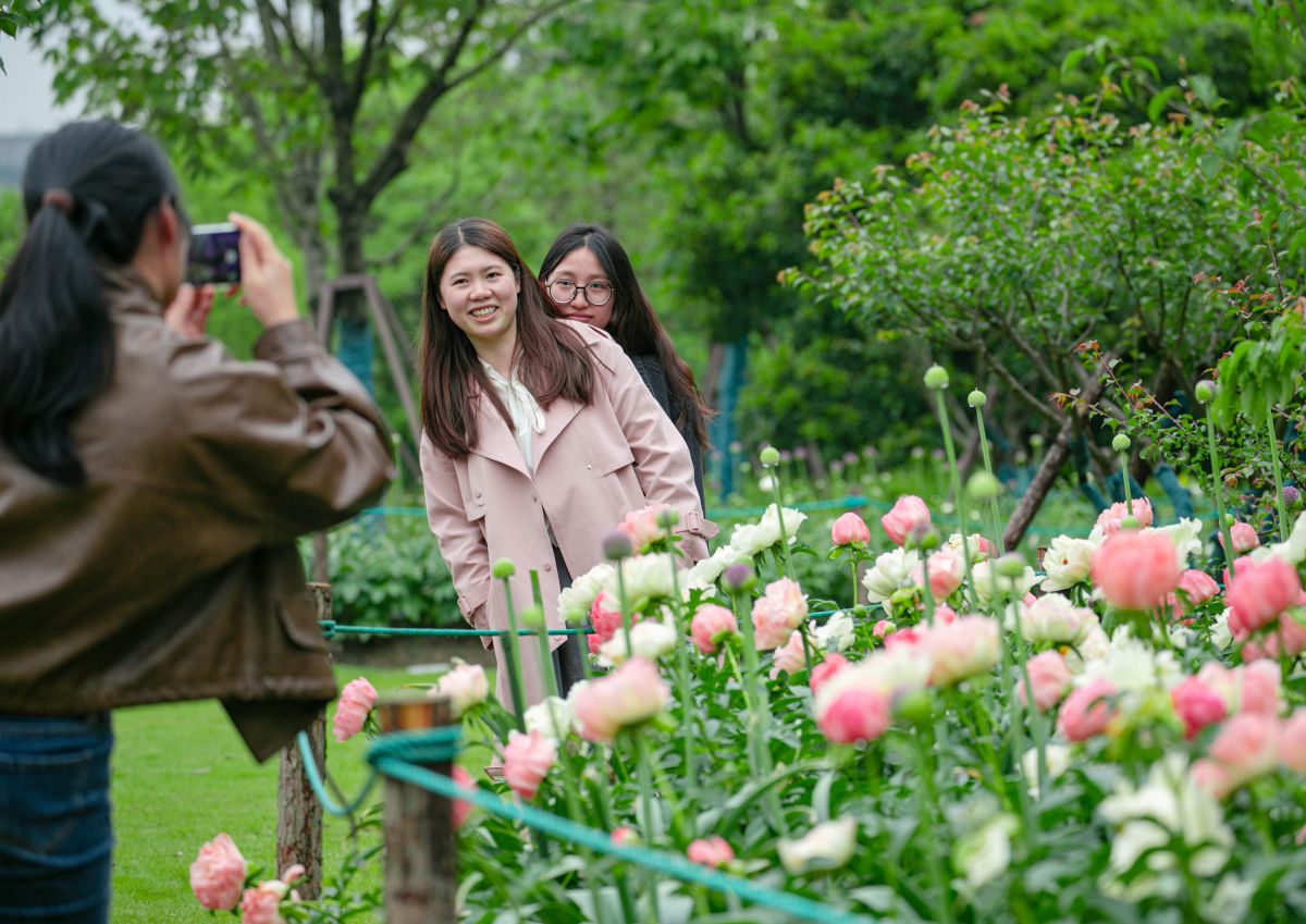InsightNingbo's tweet photo. Get ready to be captivated by the breathtaking peony blossoms at #Ningbo Botanical Garden! 🌸📸️Let's share the beauty of spring with stunning flower snapshots. Don't miss out on the floral spectacles of the season! #SpringinNingbo #SpringSplendor https://t.co/KIdejkT5bn