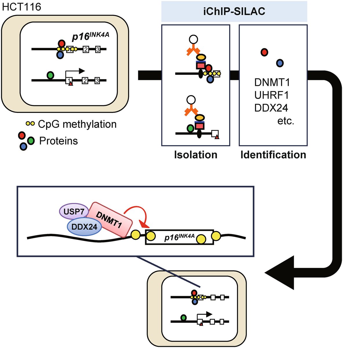 🧬 Now in Early View: iChIP-SILAC analysis identifies regulators of CpG methylation of p16INK4A 

doi.org/10.1002/1873-3…

#DNAmethylation #epigenetics @hirosaki_univ