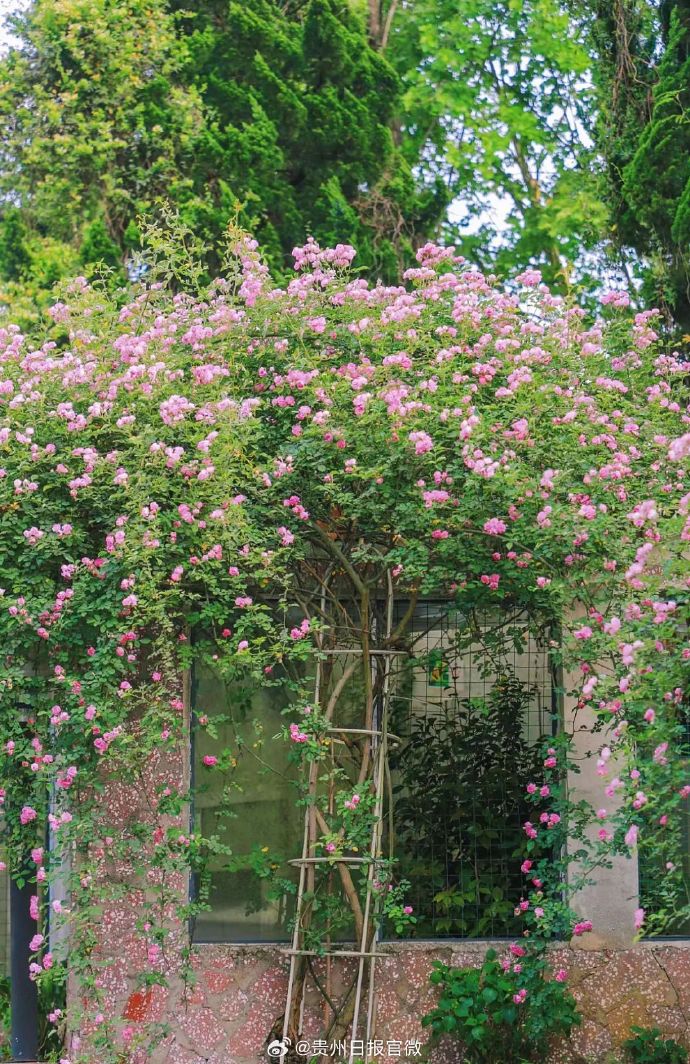 GuizhouDaily's tweet photo. 四月春深，隱藏在貴陽大街小巷裏的薔薇花陸續盛開。鋪了滿牆的薔薇花好似“花瀑”，隨手壹拍就是大片。花果園中央公園、貴州省青少年活動中心、觀山湖公園、烏江能源大廈......快去尋覓陣陣幽香，與大大小小的薔薇花叢撞個滿懷吧！🌺🌺 https://t.co/OWqVl0iI4w
