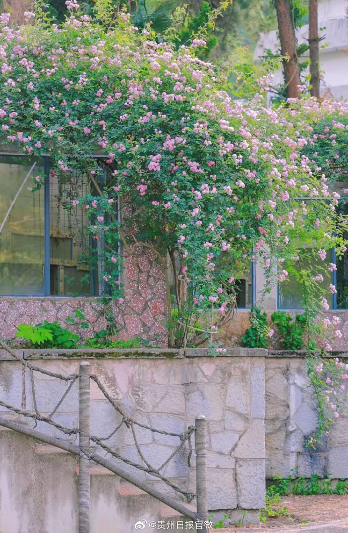 GuizhouDaily's tweet photo. 四月春深，隱藏在貴陽大街小巷裏的薔薇花陸續盛開。鋪了滿牆的薔薇花好似“花瀑”，隨手壹拍就是大片。花果園中央公園、貴州省青少年活動中心、觀山湖公園、烏江能源大廈......快去尋覓陣陣幽香，與大大小小的薔薇花叢撞個滿懷吧！🌺🌺 https://t.co/OWqVl0iI4w