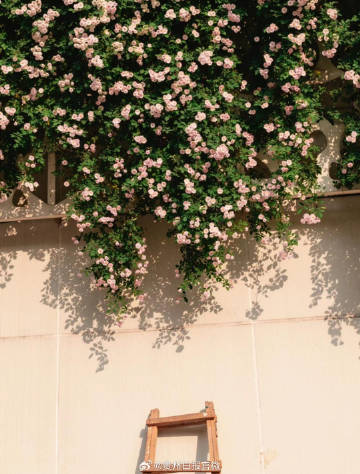 GuizhouDaily's tweet photo. 四月春深，隱藏在貴陽大街小巷裏的薔薇花陸續盛開。鋪了滿牆的薔薇花好似“花瀑”，隨手壹拍就是大片。花果園中央公園、貴州省青少年活動中心、觀山湖公園、烏江能源大廈......快去尋覓陣陣幽香，與大大小小的薔薇花叢撞個滿懷吧！🌺🌺 https://t.co/OWqVl0iI4w