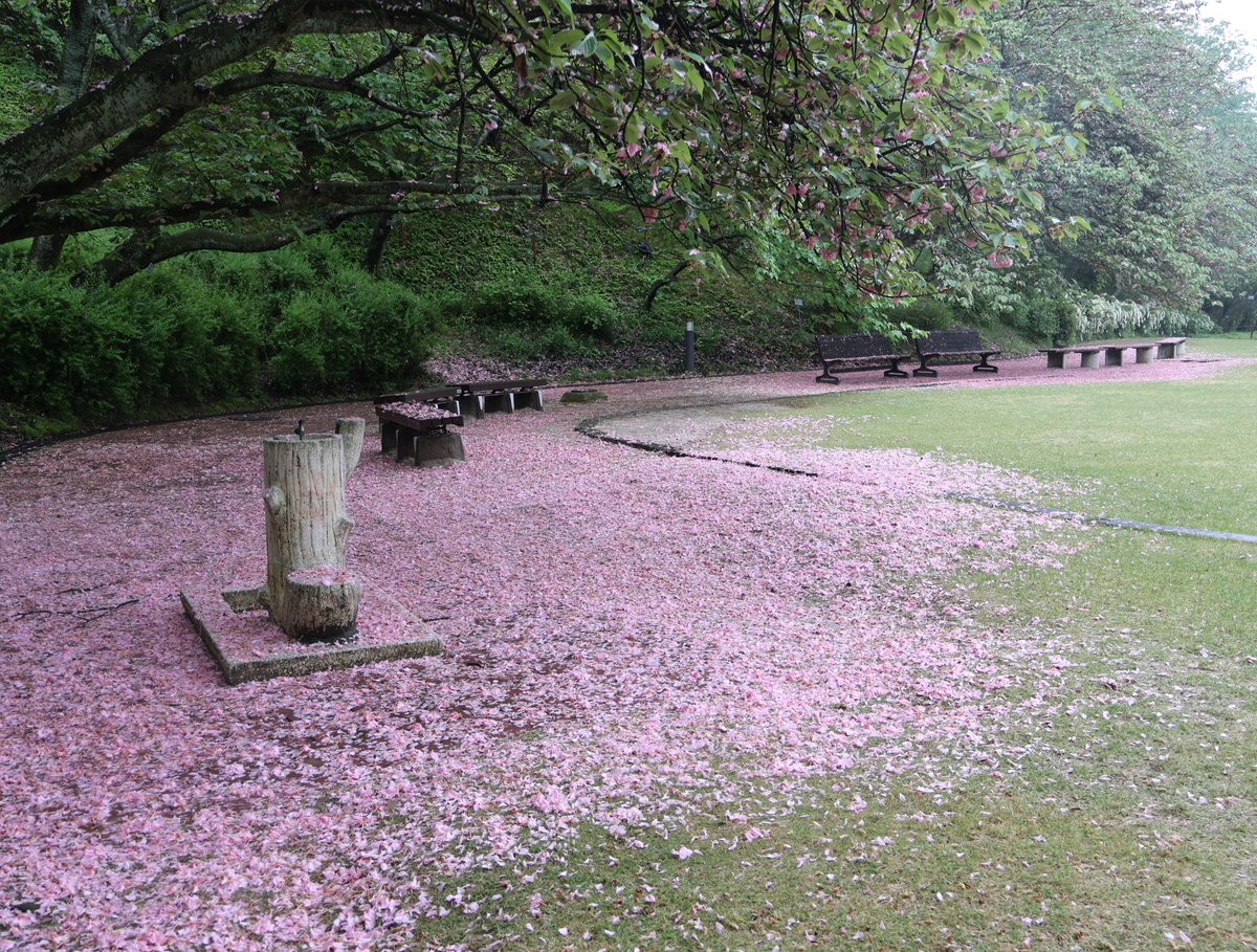 最晩生（さいおくて）の桜、兼六園菊桜は雨にあたってもまだきれいです。

その他の桜はほぼ終わりました。

オオシマザクラなど多くの桜は、果実が実りつつあります。一方、関山など八重咲の桜の多くは、枝に葉しか残りません。果実ができない代わり、地面をピンクに染めています。

#広島市植物公園