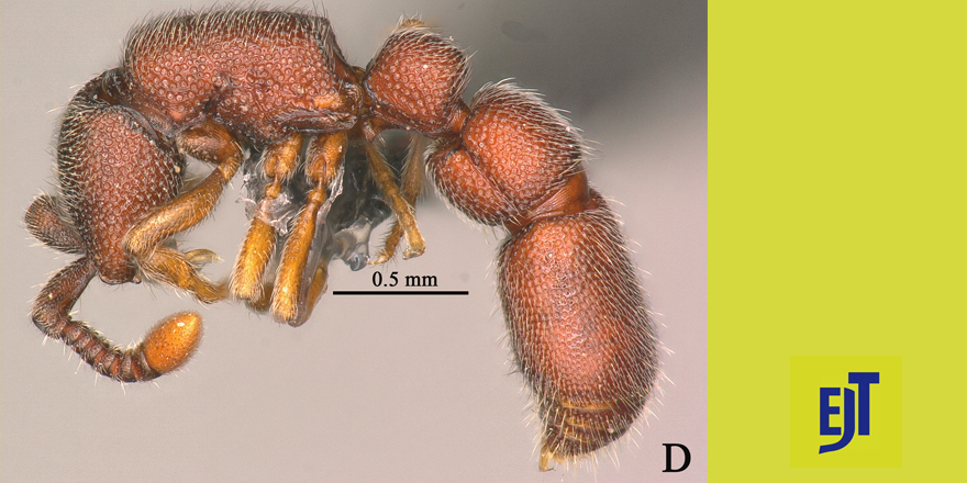 [#entomology] [#entomology] Taxonomic account of the ant genus Syscia Roger, 1816 (#Hymenoptera, #Formicidae) from Asia, with descriptions of 2 #newspecies from 🇨🇳⤵ ✒ Congcong Du, Zhenghui Xu & Zhilin Chen 🔗 DOI: doi.org/10.5852/ejt.20… #Dorylinae #ants #hymenopterist