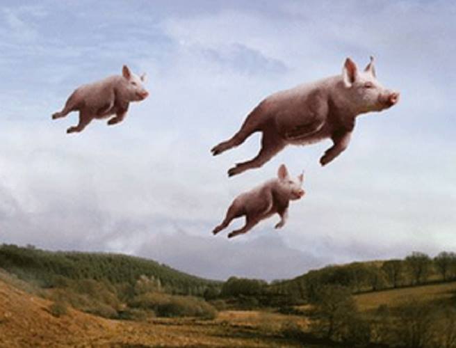 AleCrew's tweet image. Forty days, and forty nights ... Not a biblical quote, but the frequency that @live_coventry churn out this garbage 😡
#ClickBait #FakeNews #PigsCanFly