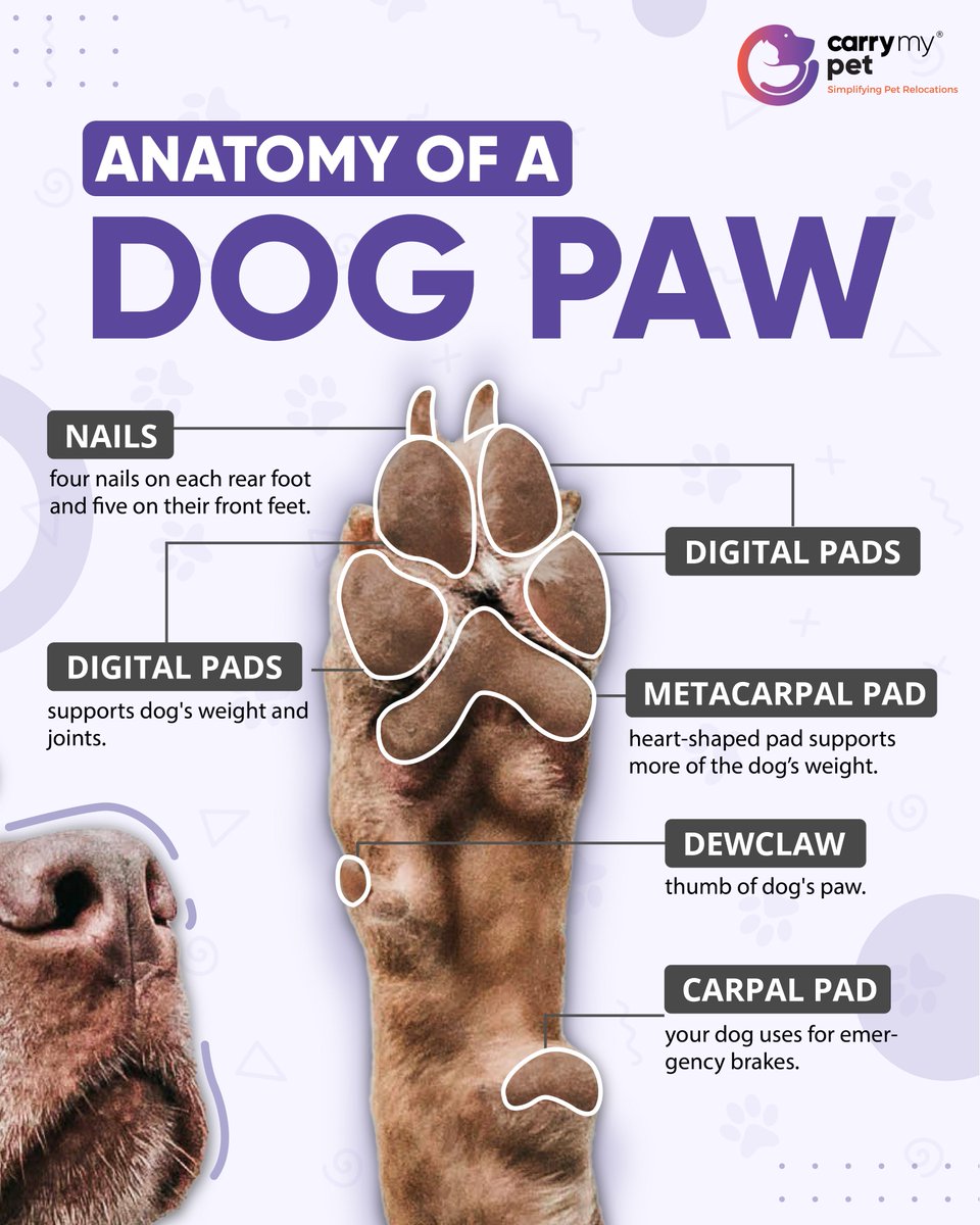 Carrymypet's tweet photo. Anatomy of a dog paw 🐾

#carrymypet #dogpaw #petrelocation #anatomy #doglovers #petlovers https://t.co/6FzpLjekVl