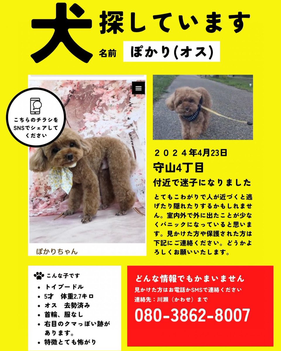 ri18181830's tweet photo. 【拡散希望】
友達の家の犬が行方不明になりました。
場所は滋賀県守山市4丁���滋賀県立病院付近です。
オスで去勢手術済みでマイクロチップ入ってます。
守山警察、守山市役所、草津保健所へ届出済みです。
捜索ご協力頂けると幸いです。

#滋賀県守山市
#トイプードル
#ティーカッププードル
#迷子犬 https://t.co/zmARip5GxB