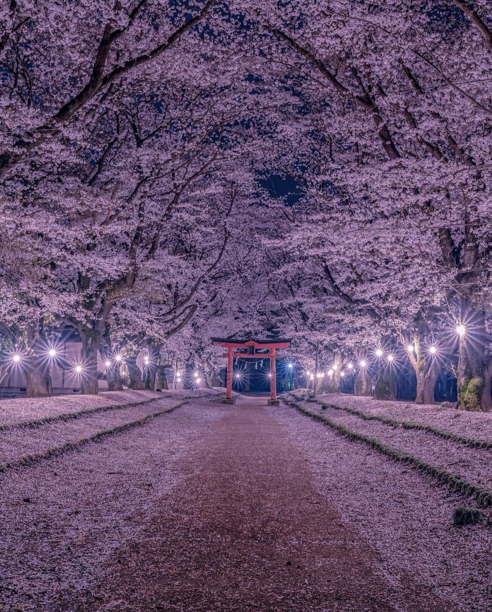 Blossoms in Japan 🌸