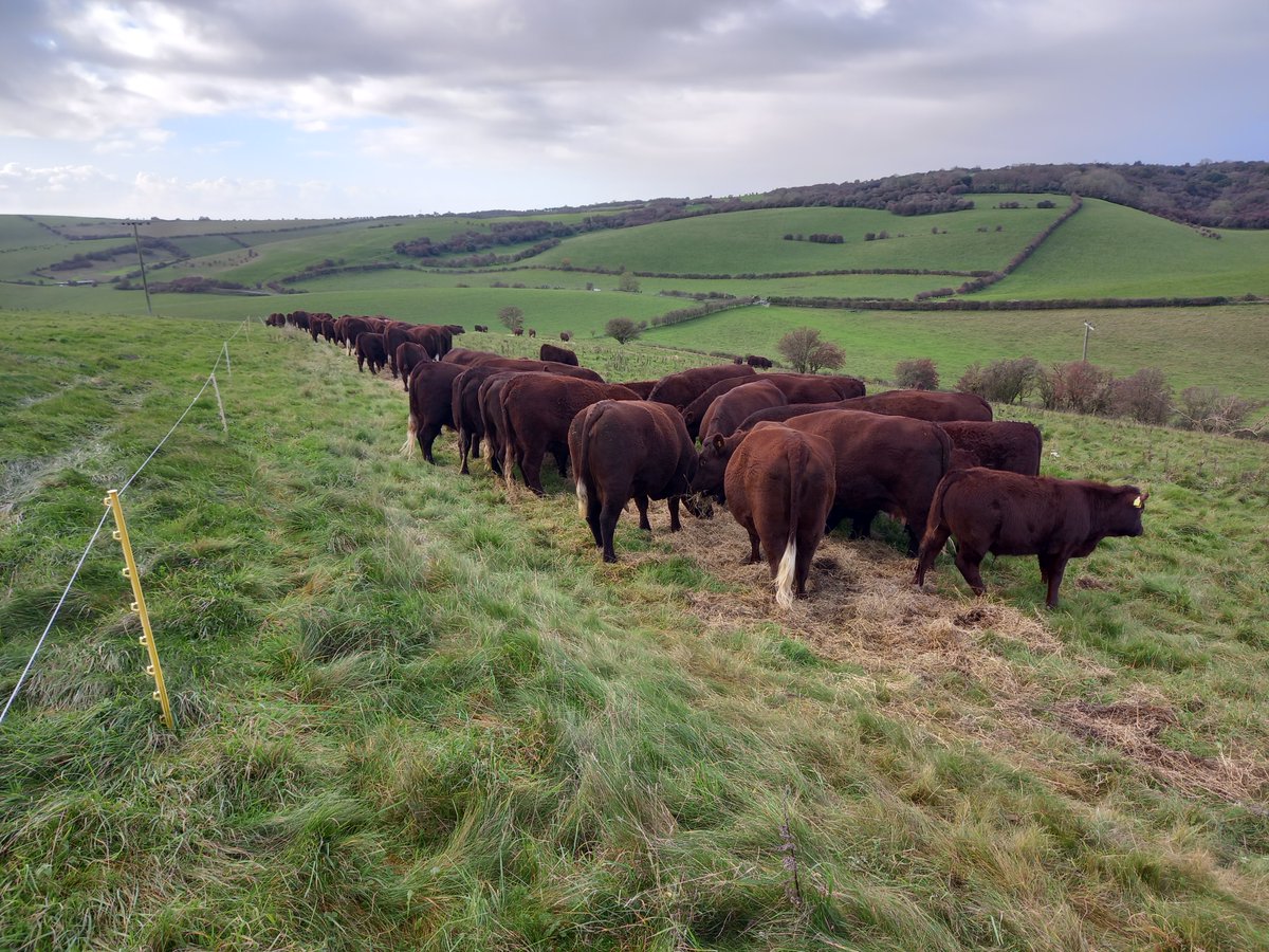 Join us Wed 26 June 2024 10:00am FARMING WITH NATURE at Saddlescombe Farm, a two-hour tour, on foot but also on tractor and seated trailer. There is much emphasis to increase biodiversity and to restore nature. ⬇️ ticketsource.co.uk/friends-of-the… #southdowns #saddlescombe #nationaltrust