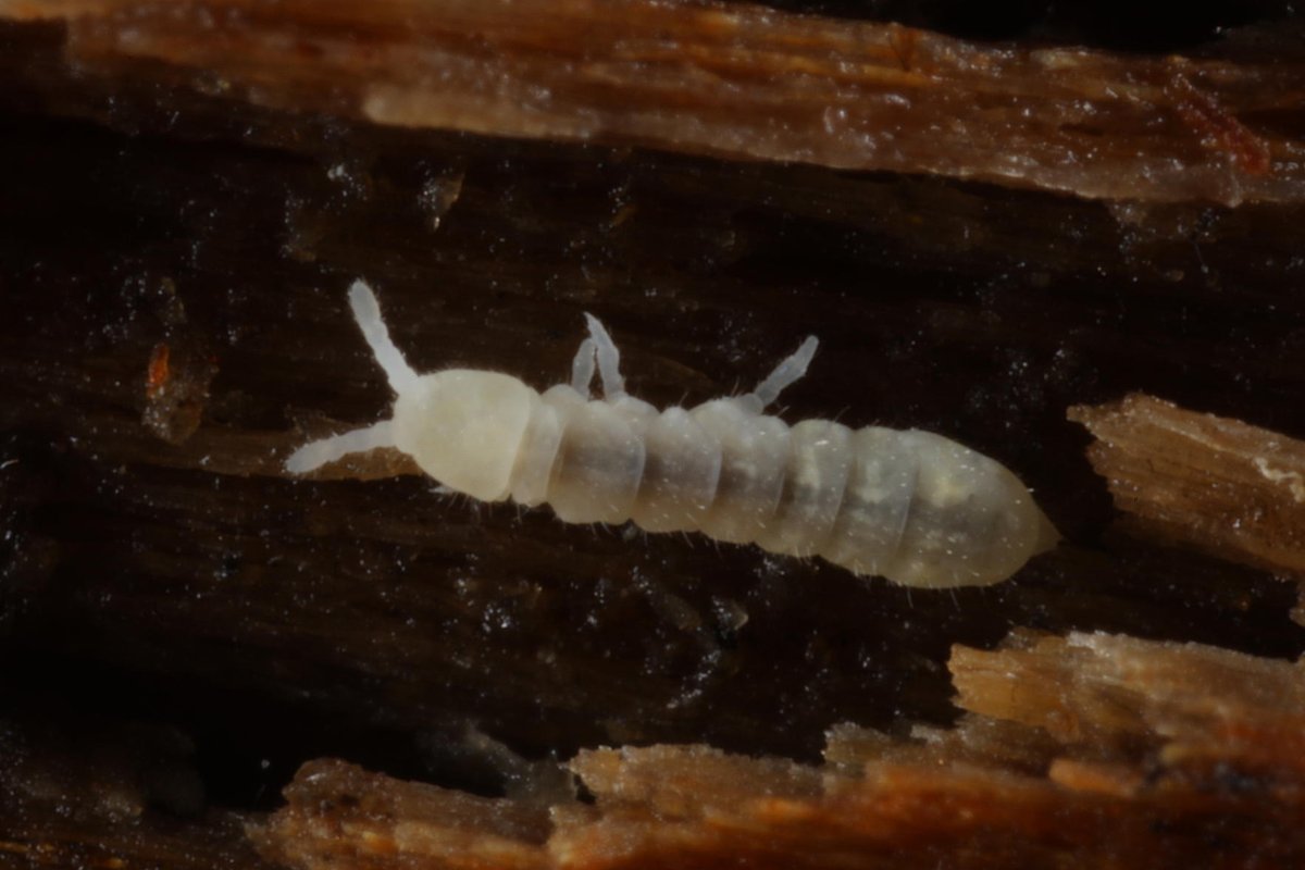 I photographed this tiny springtail (Protaphorura sp.) on the underside of a piece of dead wood in Glen Affric. It belongs to a group of springtails which even experts find difficult to identify to species level. In my view, they are some of the cutest of the springtails!