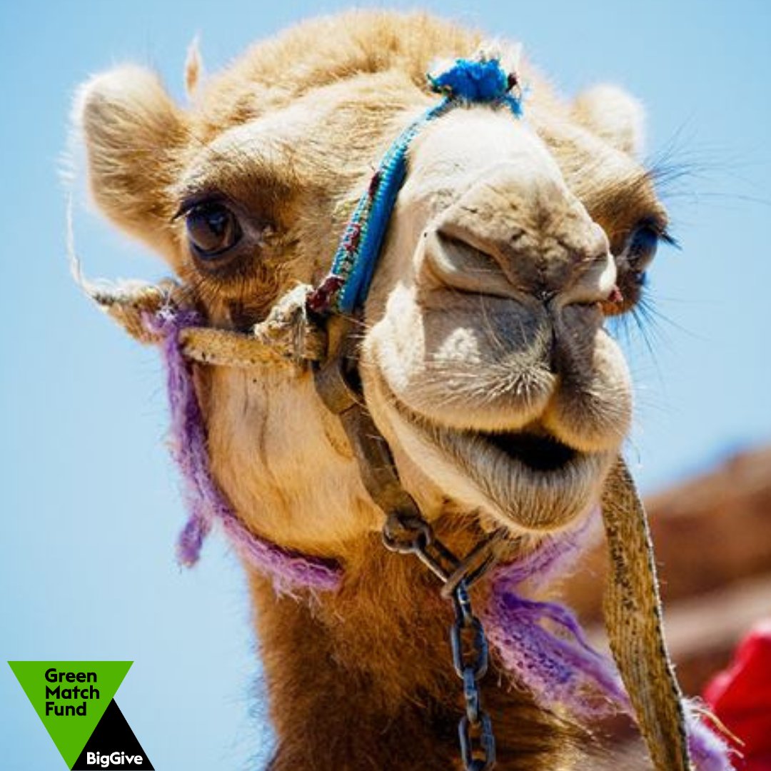 Empower Communities with Camel Milk! ⏰ Only 24 Hours Left!

Donate £5 and it becomes £10 and  we can train 3 camel milk women traders or/ and  herders in climate resilience practices.

Donate here: donate.biggive.org/campaign/a0569…