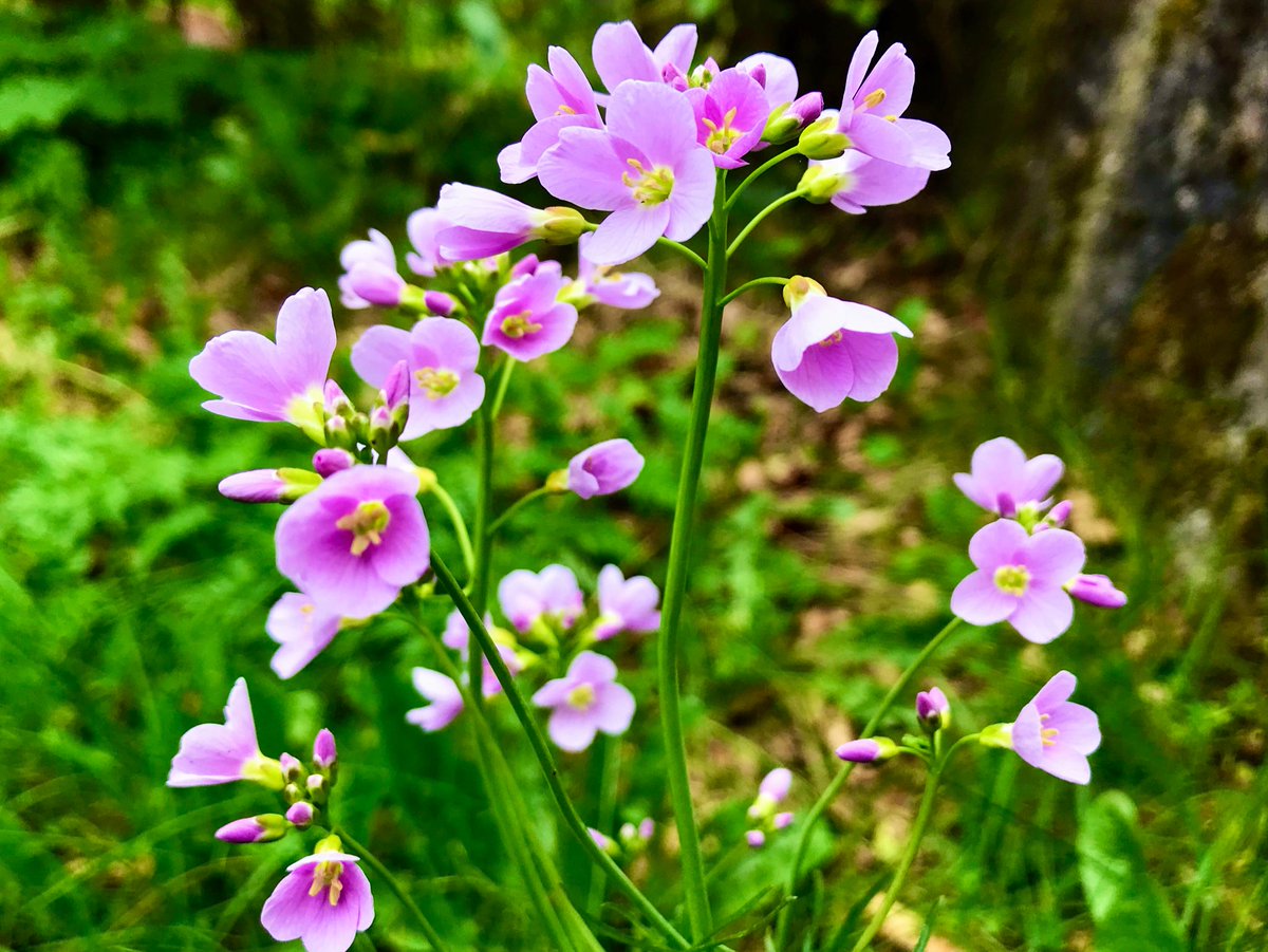 #WildflowerWednesday and the prettiest Cuckoo Flowers 💕

#wildflowers #botany #ThePhotoHour