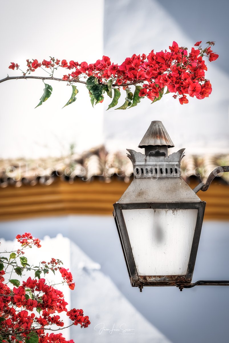 El susurro de las Bougainvilleas cordobesas... Rejas y Balcones de la calle Frailes y calle Tafures.
@Cordoba_spain @CordobaESP @VerCordoba @TurismoAndaluz @viveandalucia