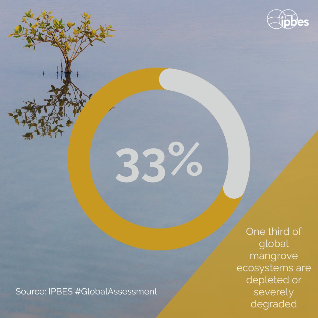 #DYK that 33% of global mangrove ecosystems are in a state of depletion or severe degradation?🤔

— @IPBES #GlobalAssessment

This figure underscores the critical importance of safeguarding mangroves for biodiversity & coastal resilience. 🌎💧

#BiodiversityPlan #ForNature