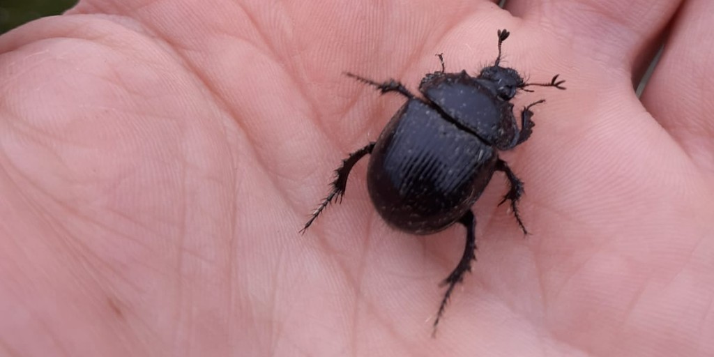 It was very cold overnight for our first moth survey of the season - the moth trap only attracted 3 moths and a this lovely female minotaur beetle. For more sightings visit: ow.ly/NSmx50RmXft #MothSurvey #MothTrap #WildlifeSightings #MinotaurBeetle #beetle